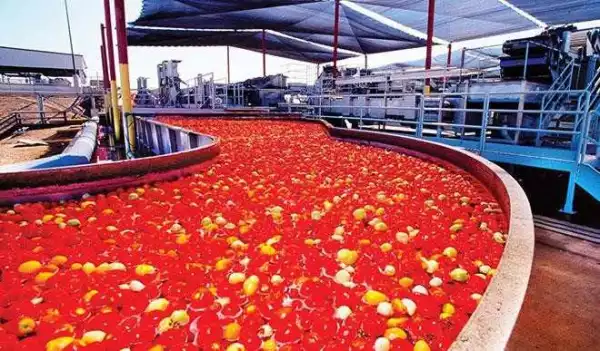 Dangote Tomato Factory Set to Resume Production in December